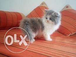 White And Gray Persian Kitten