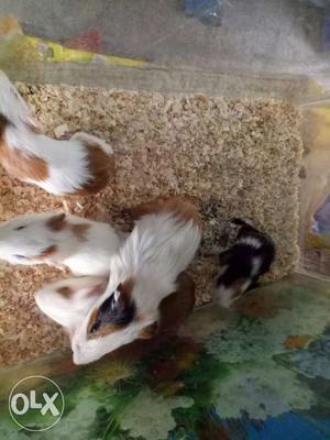 White, Brown And Black Guinea Pigs