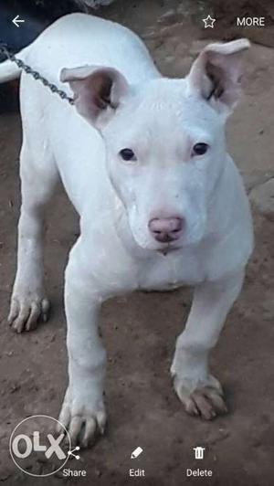 White Dog In Dinanagar