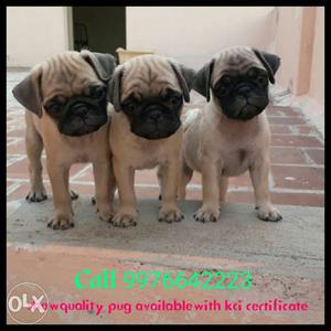 White Fawn Pug Puppies with kci certificate