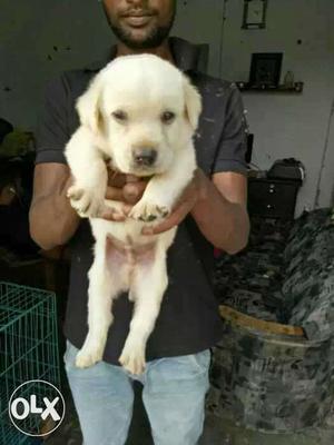 White colour Labradore puppies available male
