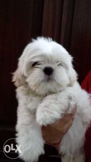 White colour shihtzu male puppy