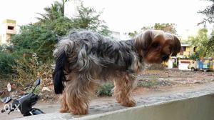 YORKSHIRE Terrier pups for sale