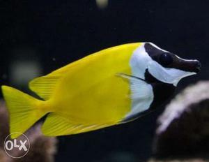 Yellow White And Black Fish.