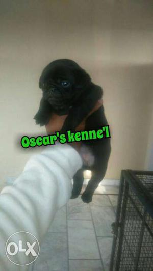 Ztt black pug puppy at Oscar's kennel