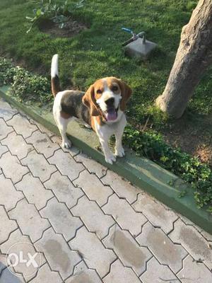 1.2 years old beagle male dog for sale