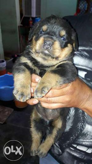 100% pure rottweiler dog breed only 1 female is left