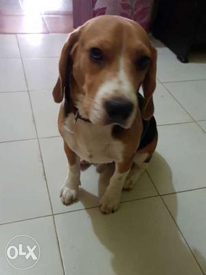 10month male Beagle tri colour ready for matting/crossing