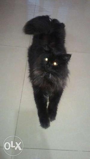 11 Month old Persian cat female