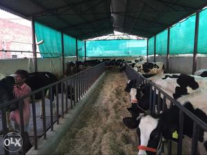 15 cows, 11 calf,for sale& 2coolers& 1 milking