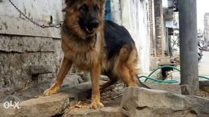 16 month old female long coat gsd