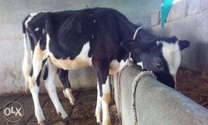 2 hostan,1 jarshi,1 gavthi cows 2 year old