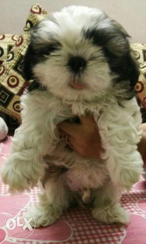 2 month old shihtzu pups. top quality pups