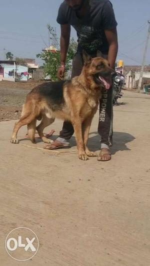 2 year old jsd male dog for sale