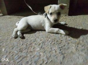 3month Labrador dog sell urgent