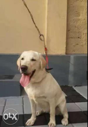 4 mnth old lab female for sale