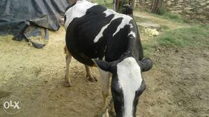 4 sua 18 kg milk full seel cow