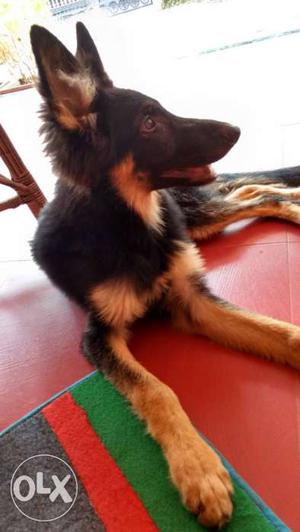6 month year old German Shepherd/ Alsasian puppy