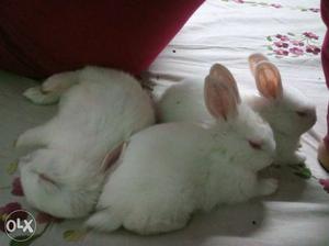 650 for a pair of rabbits cute n healthy