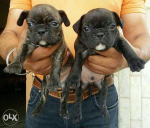953o Shanu dog store available show quality french