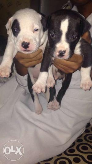 Am. pitbull pair for sale