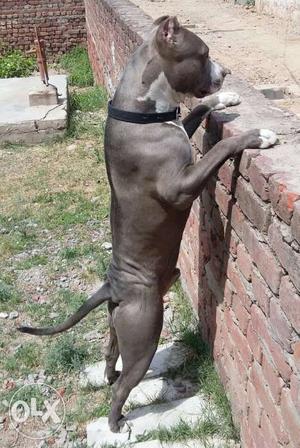 American Pitbull age 1 years colour grey and white