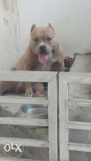 American bully male 9 month old