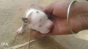 American bully pups for sale low prize dc line