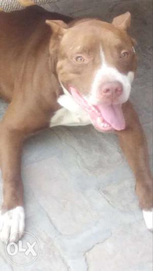 American pitbull on sale 14 months old 100 % pure
