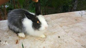Angora rabbits for sale  for pairs