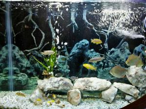 Aquarium Marine style with all accessories and