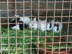 Baby rabbits...just one week old... Cost: 700/-