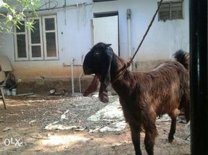 Beetal Male Goat Seven months