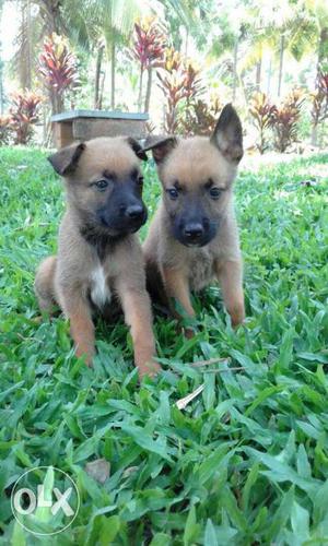 Belgium melons male & female puppies available good home