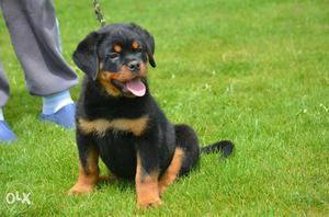 Black And Brown Rottweiler