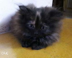Black And Grey Long Fur Kitten