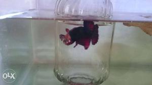 Black And Red Fish In Fish Tank