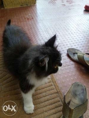 Black And White Long Coated Cat