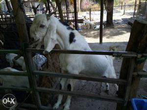 Black And White Sojat Goat