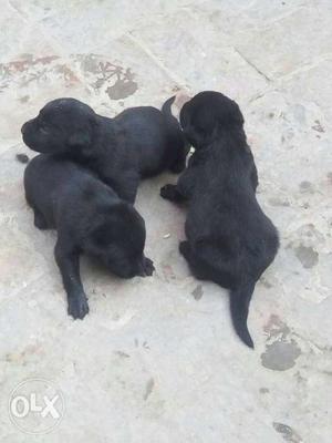 Black Labrador Heavy Bone Male Puppy For Sell
