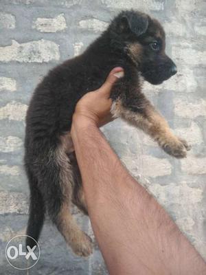Black Medium Coated Puppy