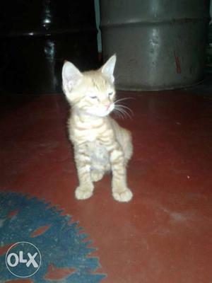 Black and brown cat at jhotwara  both cat price