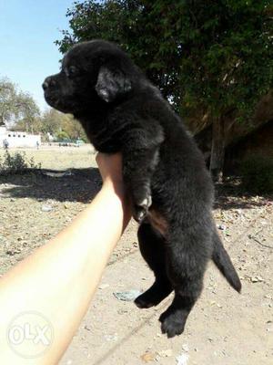 Black colour heavy labradore puppies available