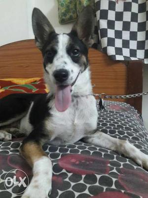 Black n White cute 6 months old puppy for urgent