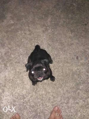 Black pug female 9 month