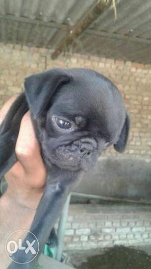 Black pug female dogs of 1 month Rs. each