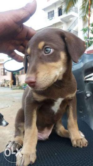 Brown And Tan Coated Puppy
