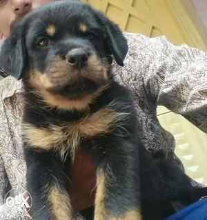 Champion line Rottweiler 60 days old male