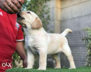 Contact for all breed pups,Hostel,Vaccination,Dog