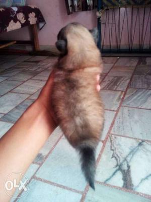 Culture pom male sale and exchange with pug female